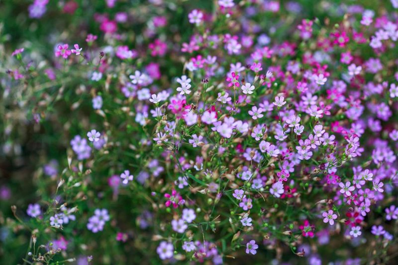 Fleur Unique Élégance