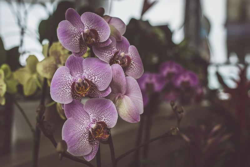 Orchidée Blanche Élégante